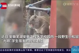 可可爱爱！神秘小动物频繁光临学生宿舍吃"零食"图片