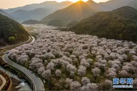 浙江绍兴：樱花谷飘香迎客来图片