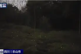 太梦幻了！四川乐山的这个公园萤火虫多如繁星图片