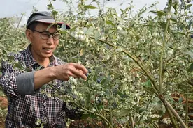 澄江成功培育出“四季蓝莓”图片