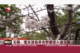 无锡：鼋头渚染井吉野樱进入盛花期视频封面