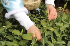 河南女工跨省到湖北茶叶大县采茶，工作二十天可挣四五千元视频封面