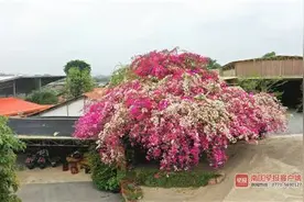 广西一棵巨伞形双色三角梅走红！主人：30万元都不卖图片