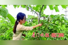 果实最长可达18厘米！厦门一农场引进种植的“长果桑”成熟图片