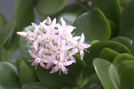 48秒｜罕见！养了40年的玉树用“乌龟水”浇灌后绽放粉白色小花