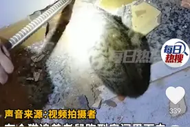 大意了！猫抓老鼠结果被卡洞里出不来，主人找师傅砸墙救出；网友：现实版猫和老鼠图片