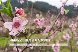 湖南新化：桃花盛开扮靓田园视频封面
