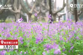 紫色浪漫！南京理工大学二月兰盛开如海视频封面