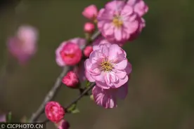 河北广宗：春花盛放美图片