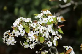 千树万树梨花开！福建千亩梨花开放似白色海洋图片