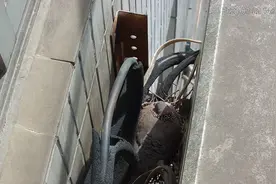 年年都来做客的斑鸠，这次不太一样哦~~图片