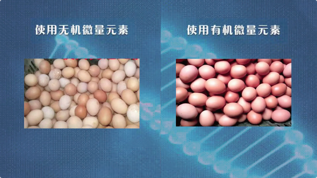 创业三年！他研究出适合畜牧养殖业使用的微量元素→