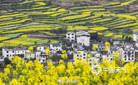 油菜花花期（全国油菜花花期地图来了～走）