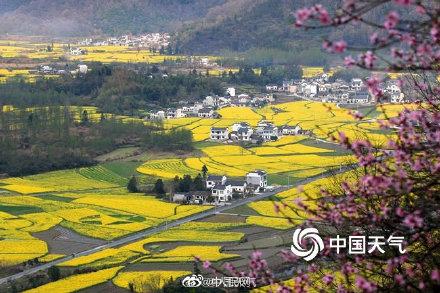 全国油菜花花期地图来了～走，踏青去