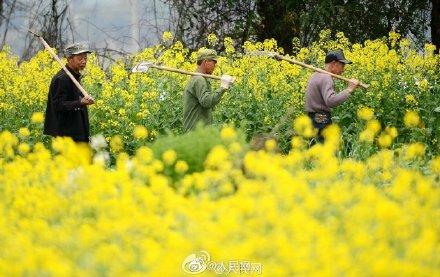 全国油菜花花期地图来了～走，踏青去