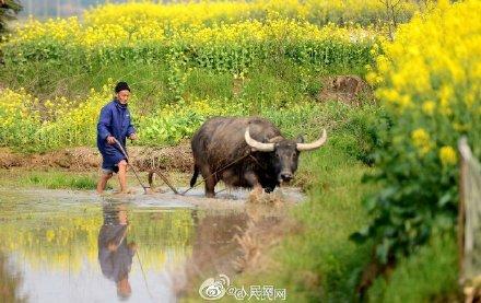 全国油菜花花期地图来了～走，踏青去
