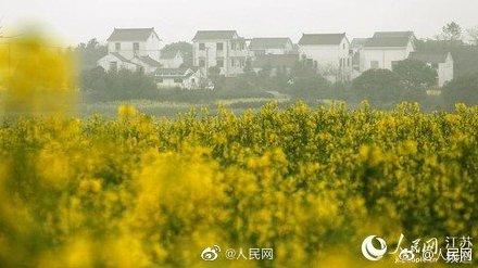 全国油菜花花期地图来了～走，踏青去