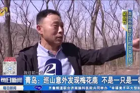 即墨笔架山出现一群野生梅花鹿？记者上山探寻无果，养殖户这样说视频封面