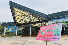 翡翠葛来华南植物园“做客”啦！快来一探这稀有品种图片