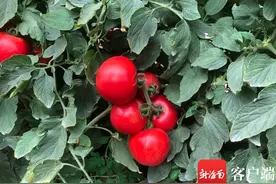 1600多个农作物新品种集中亮相 展示南繁种业发展成果图片