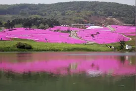 云游四方｜世界最大芝樱花田，将粉色花毯铺在山坡上图片