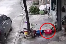 生死逃亡！越南一条被捕获的鱼从盆里跳出逃进下水道图片