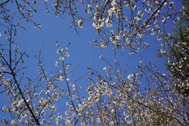 潍坊青州市：樱花 紫叶李花开春意动“花海”大道惹人醉图片