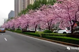 樱花街，海棠街……今年石家庄将打造12条特色街道！看看有你家附近的吗？图片