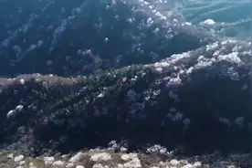 信阳赏春欲何所往，山山水水俱欢颜图片