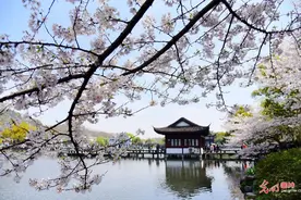 浙江杭州：曲院风荷樱花醉游人图片