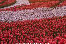 150万株郁金香花海，在启东邂逅最美的春暖花开图片