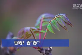 香椿！香“春”！视频封面