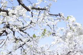 68秒｜枣庄山亭区李子花开美如画 繁花如雪缀满枝头图片