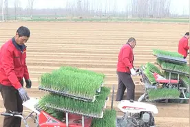 63秒｜潍坊安丘：科技赋能春耕春播 4台机器一上午完成30亩大葱移栽图片