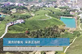 莫负好春光 采茶正当时视频封面