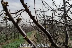 “大院”与“小县”64年不了情④近水楼台先得月，让樱桃好吃树好栽图片