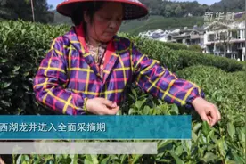 西湖龙井进入全面采摘期视频封面