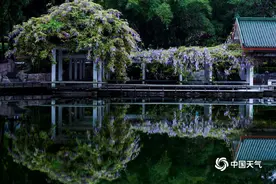 美！重庆紫藤花盛开 花瓣随风飘动犹如紫蝶飞舞图片