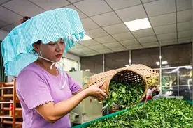 广东横坑茶飘香：“采下一根嫩芽，喜添一分收入”视频封面