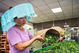 广东横坑茶飘香：“采下一根嫩芽，喜添一分收入”视频封面