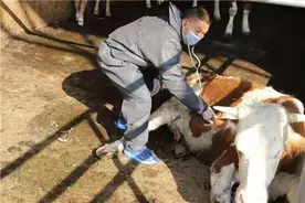 平均每天挽回万余元损失 东川这位乡村兽医被称为“牯牛之子”图片