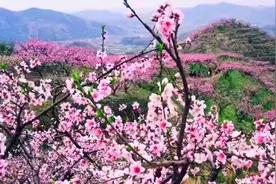 兰州安宁：春风暖 桃花开 待客来图片