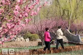 胶州梅园花开正盛 市民纷纷打卡游玩图片