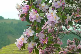 湖南野生杜鹃花迎春绽放视频封面