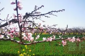 西华 万亩桃花暖阳斜照，相约黄桥踏春去图片