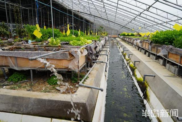 春日寻鲜｜蔬菜喝“鱼汤”，笑当好“棚友”！鱼菜如何共生？快来一探究竟