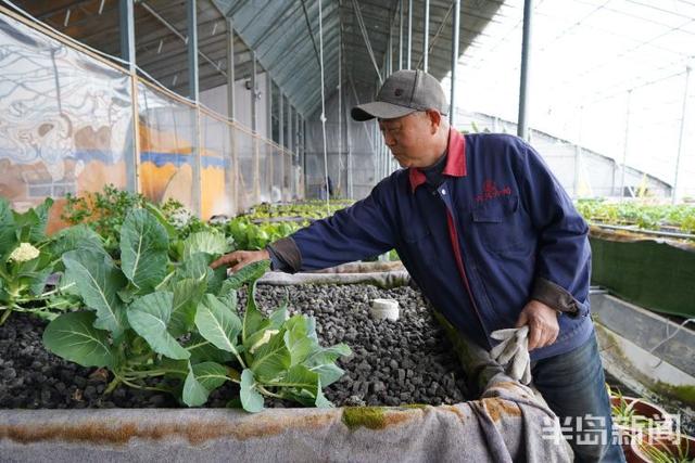 春日寻鲜｜蔬菜喝“鱼汤”，笑当好“棚友”！鱼菜如何共生？快来一探究竟
