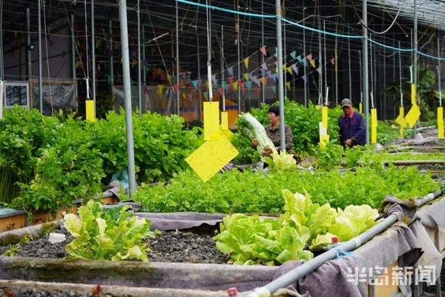 春日寻鲜｜蔬菜喝“鱼汤”，笑当好“棚友”！鱼菜如何共生？快来一探究竟