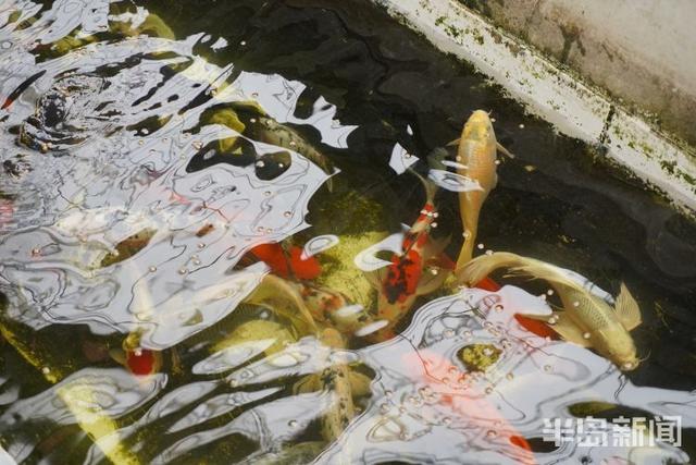 春日寻鲜｜蔬菜喝“鱼汤”，笑当好“棚友”！鱼菜如何共生？快来一探究竟