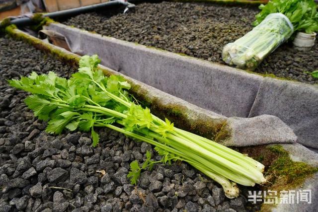 春日寻鲜｜蔬菜喝“鱼汤”，笑当好“棚友”！鱼菜如何共生？快来一探究竟